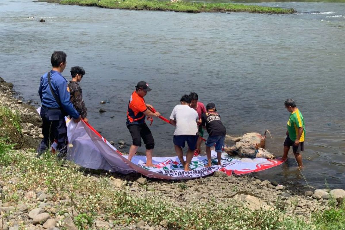 Disnakeswan Tulungagung ambil sampel bangkai sapi di Sungai Brantas