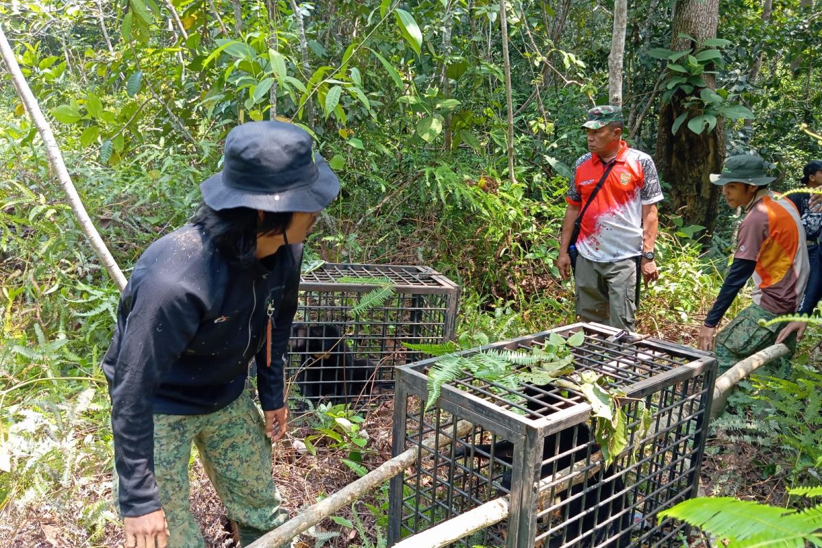 BKSDA Jambi melepasliarkan sejumlah satwa di Hutan Harapan