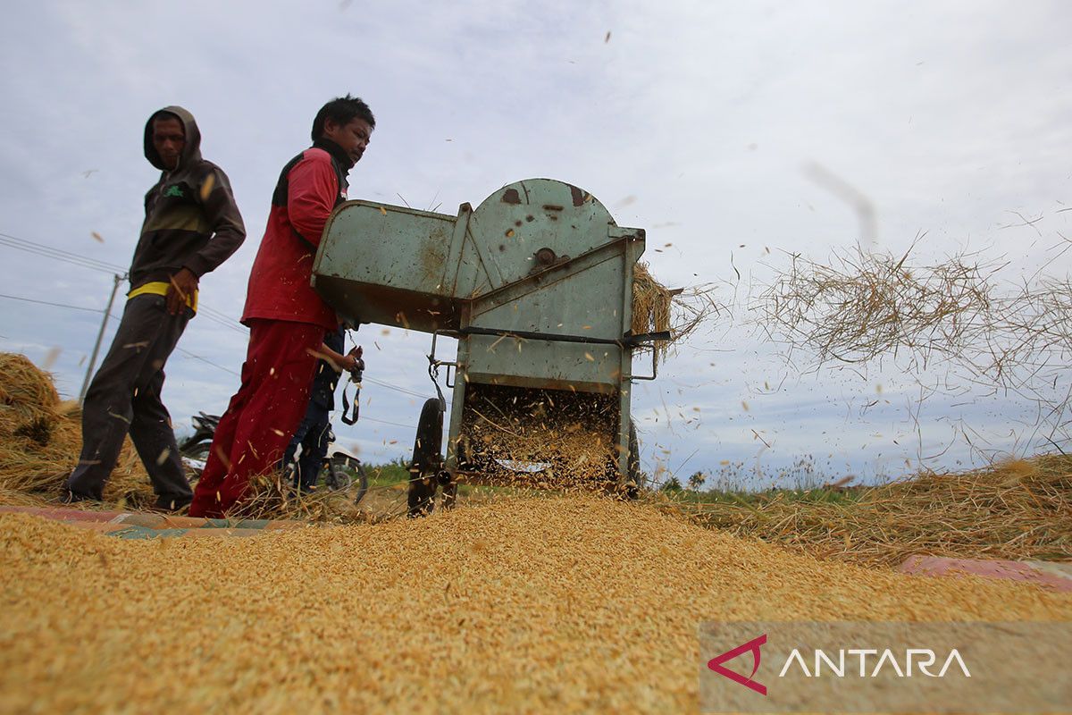 FOTO - Kenaikan GKP saat panen gadu di Aceh Besar