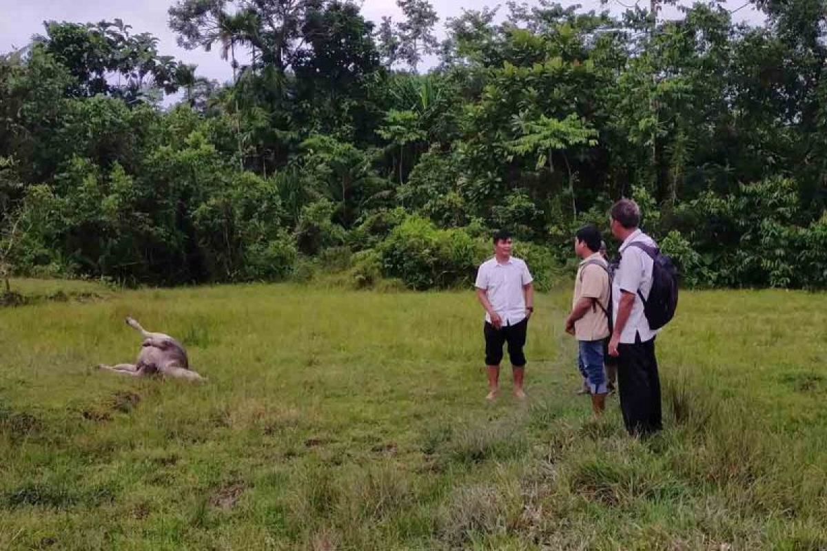 Pemkab Simeulue tangani kerbau yang mati mendadak