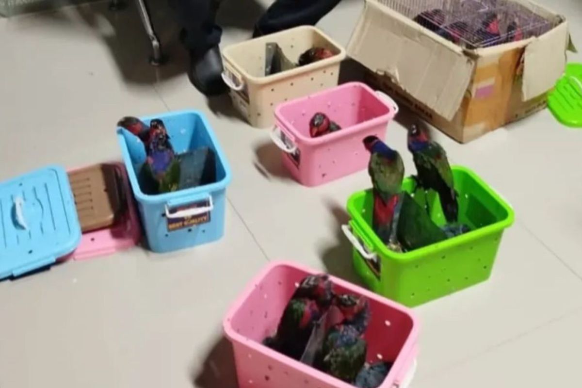 Maluku: Ten black-capped lories rescued from smuggling