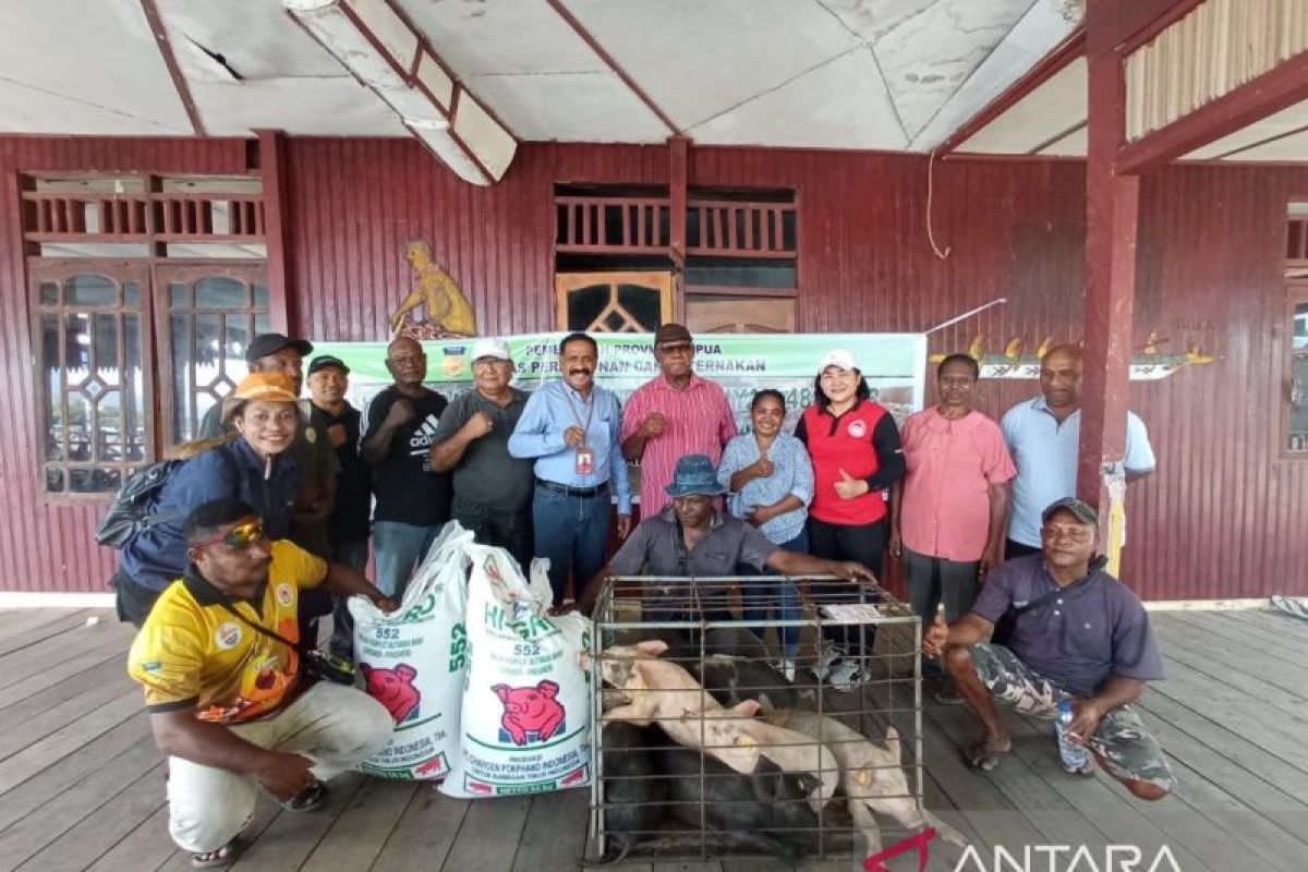 Pemprov Papua beri bantuan ternak babi ke peternak di Sentani Timur