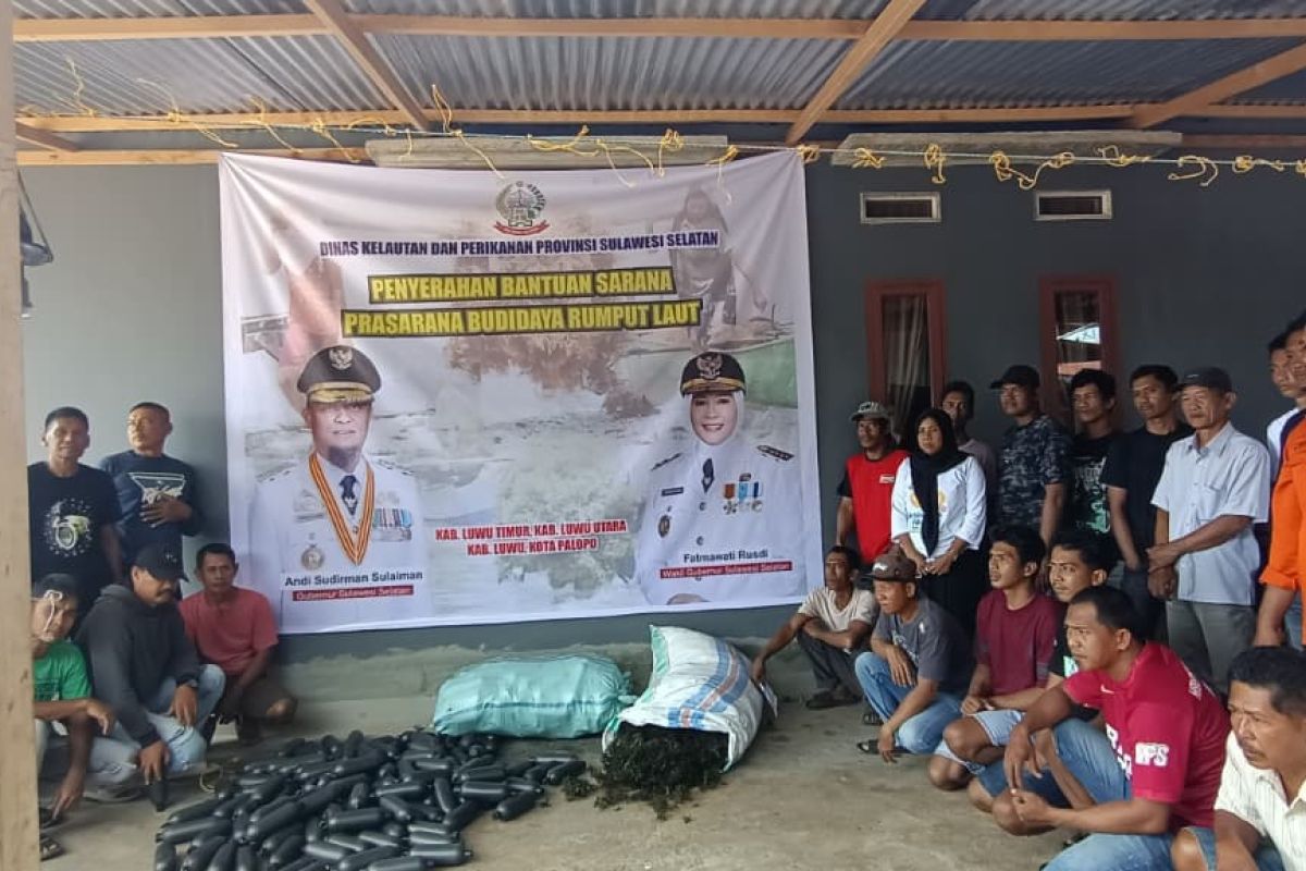 Pemprov Sulsel salurkan 141 ton bibit rumput laut di kawasan Luwu Raya