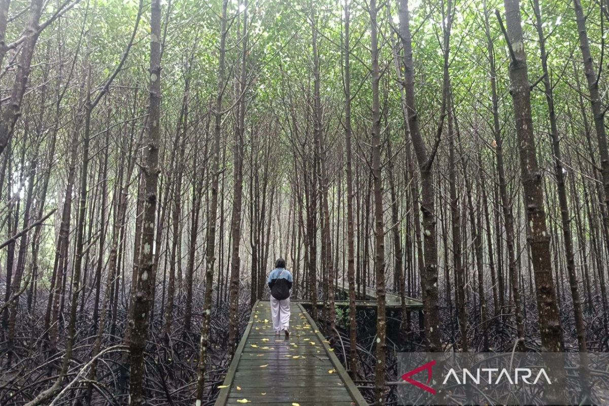 Bontang Mangrove Park, eduwisata yang menenangkan akal