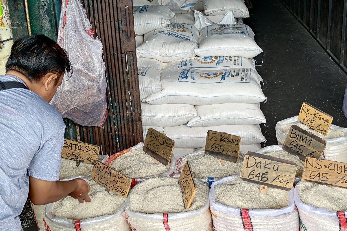 Pedagang beras Cipinang keluhkan rugi akibat harga gabah tinggi