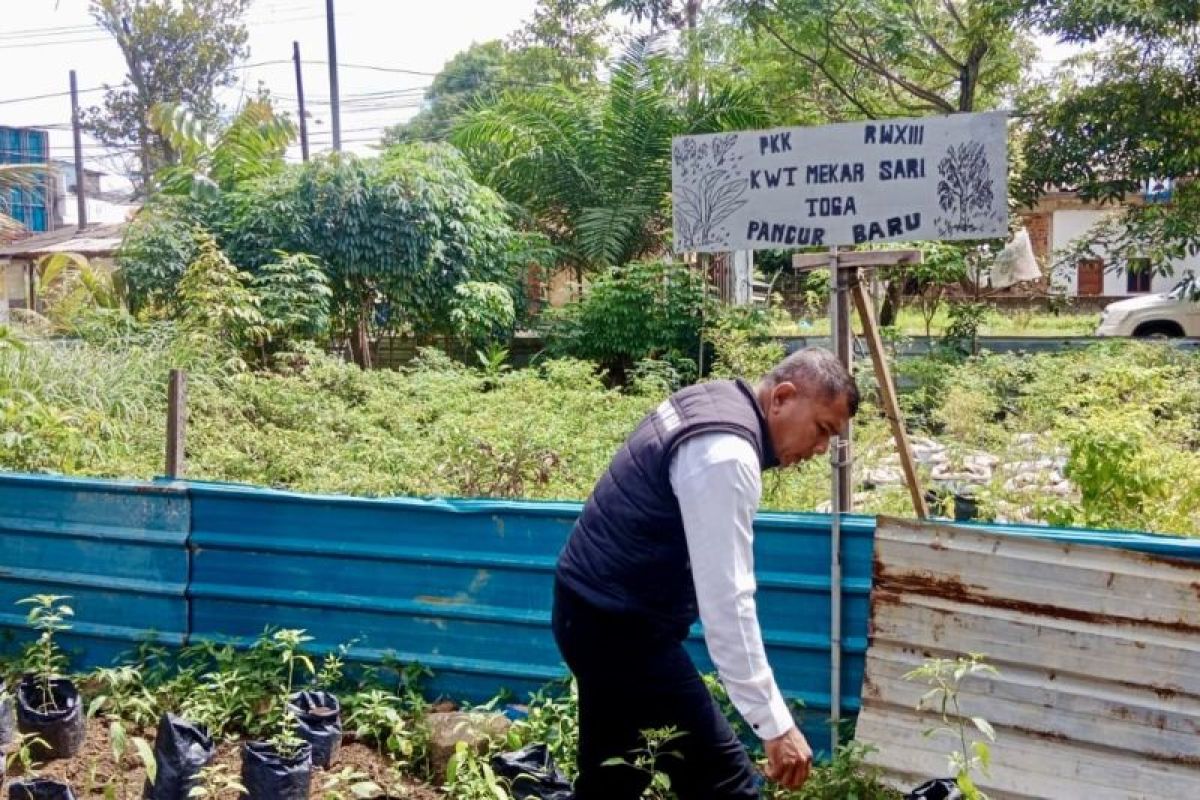 80 Kelompok Wanita Tani di Batam mulai bergerak tanam cabai