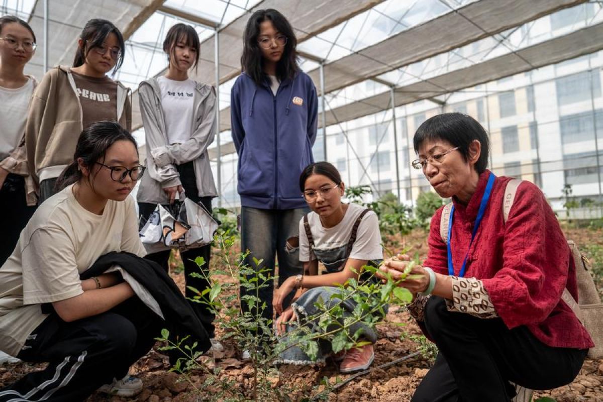 Pariwisata kopi dorong revitalisasi pedesaan di Yunnan, China