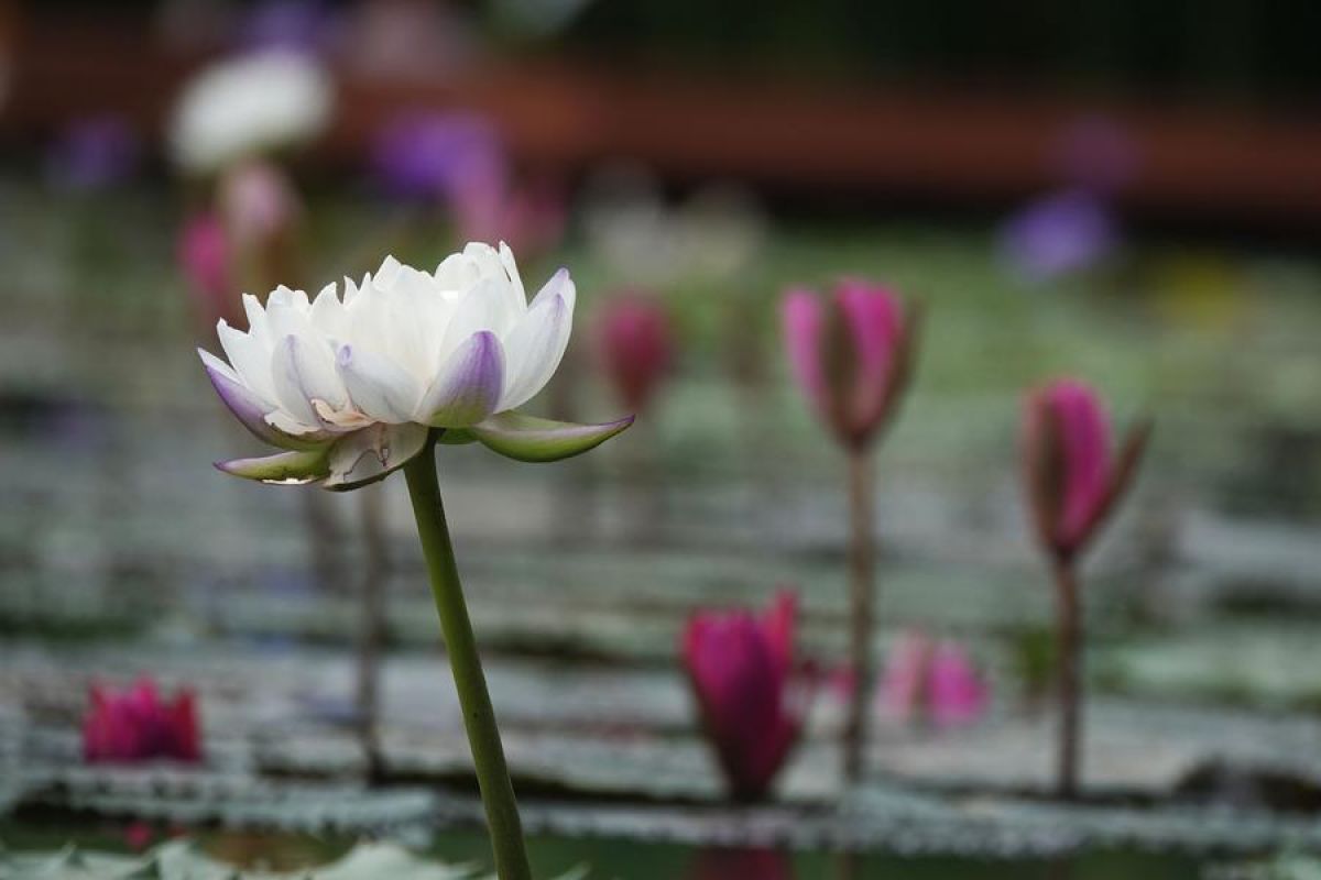 Thailand pikat wisatawan China melalui pengalaman budaya imersif