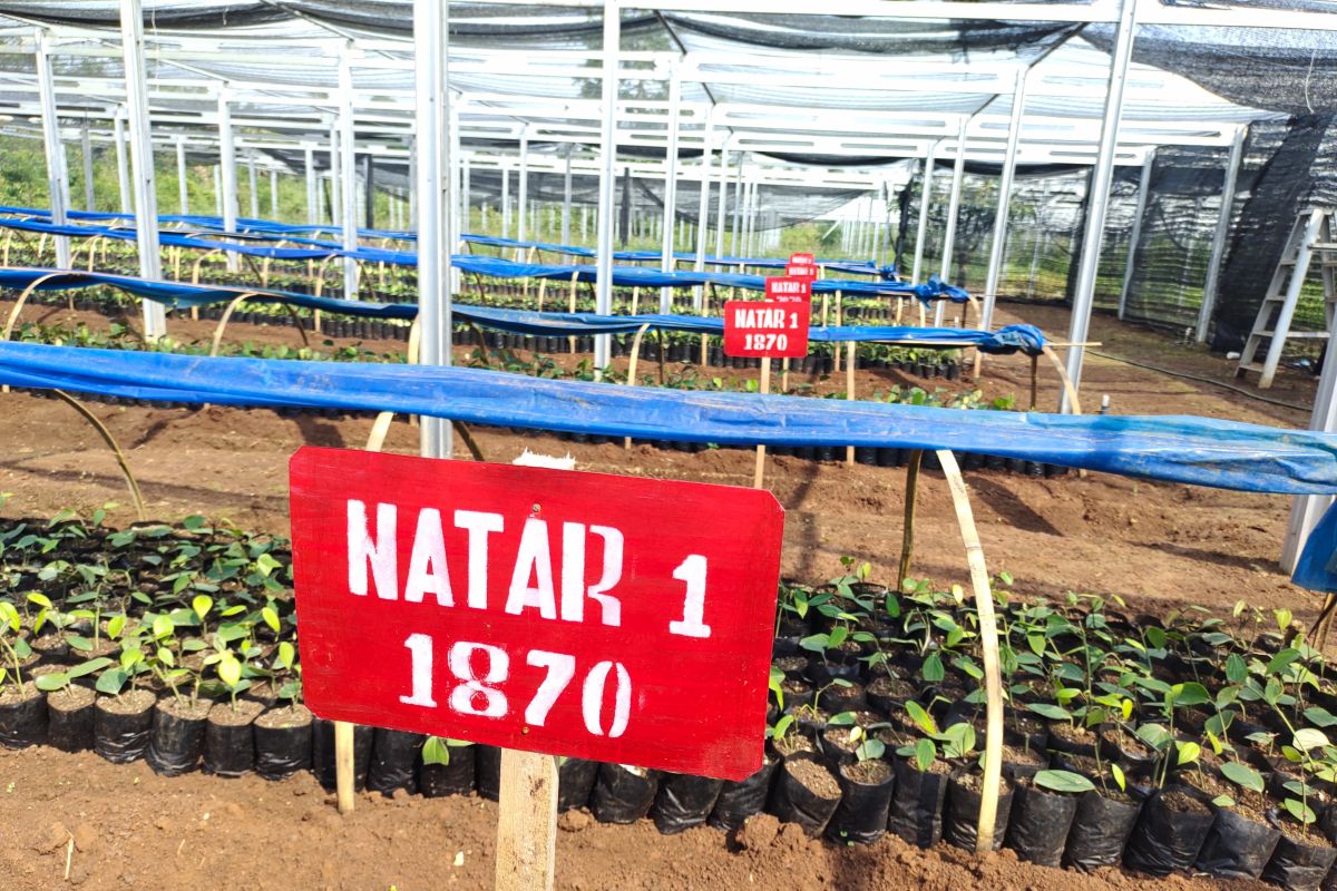 BRMP Lampung: Taman Agro Modern Natar dukung modernisasi pertanian