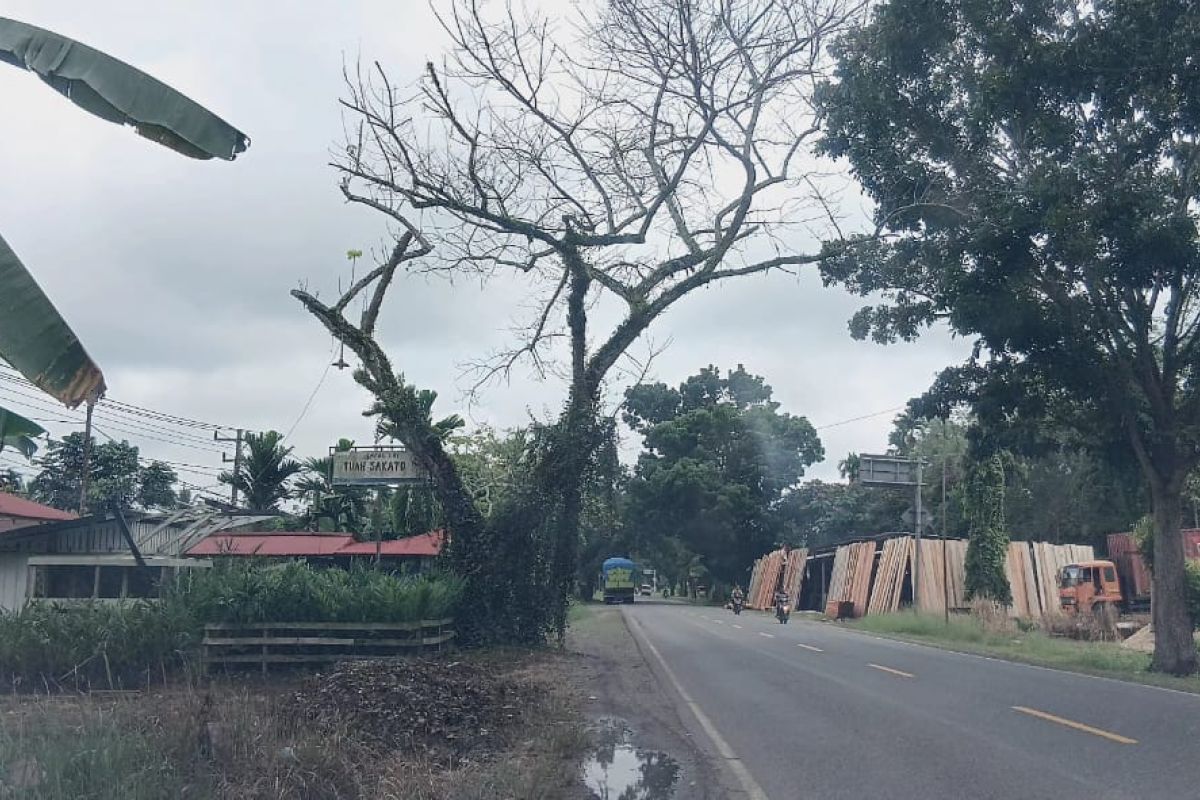 DLH Dharmasraya sayangkan pohon pelindung dirusak