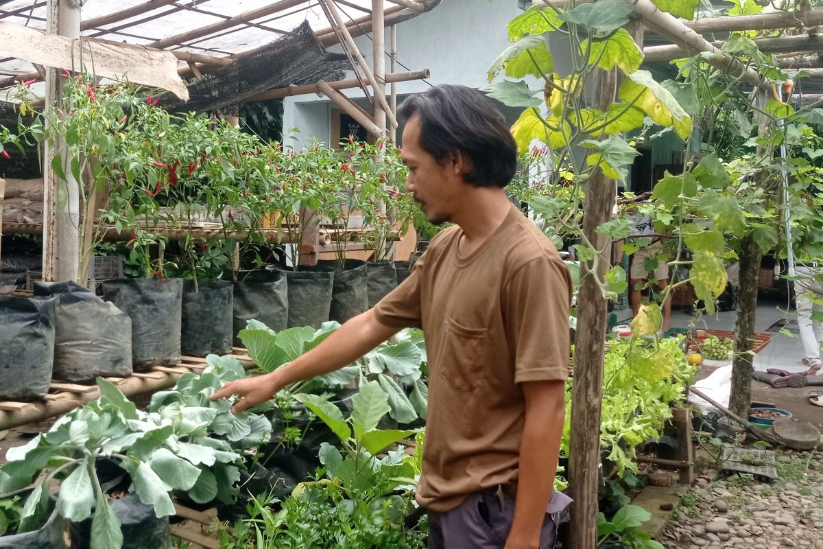 Komunitas greenson di Lebak kembangkan sayuran organik