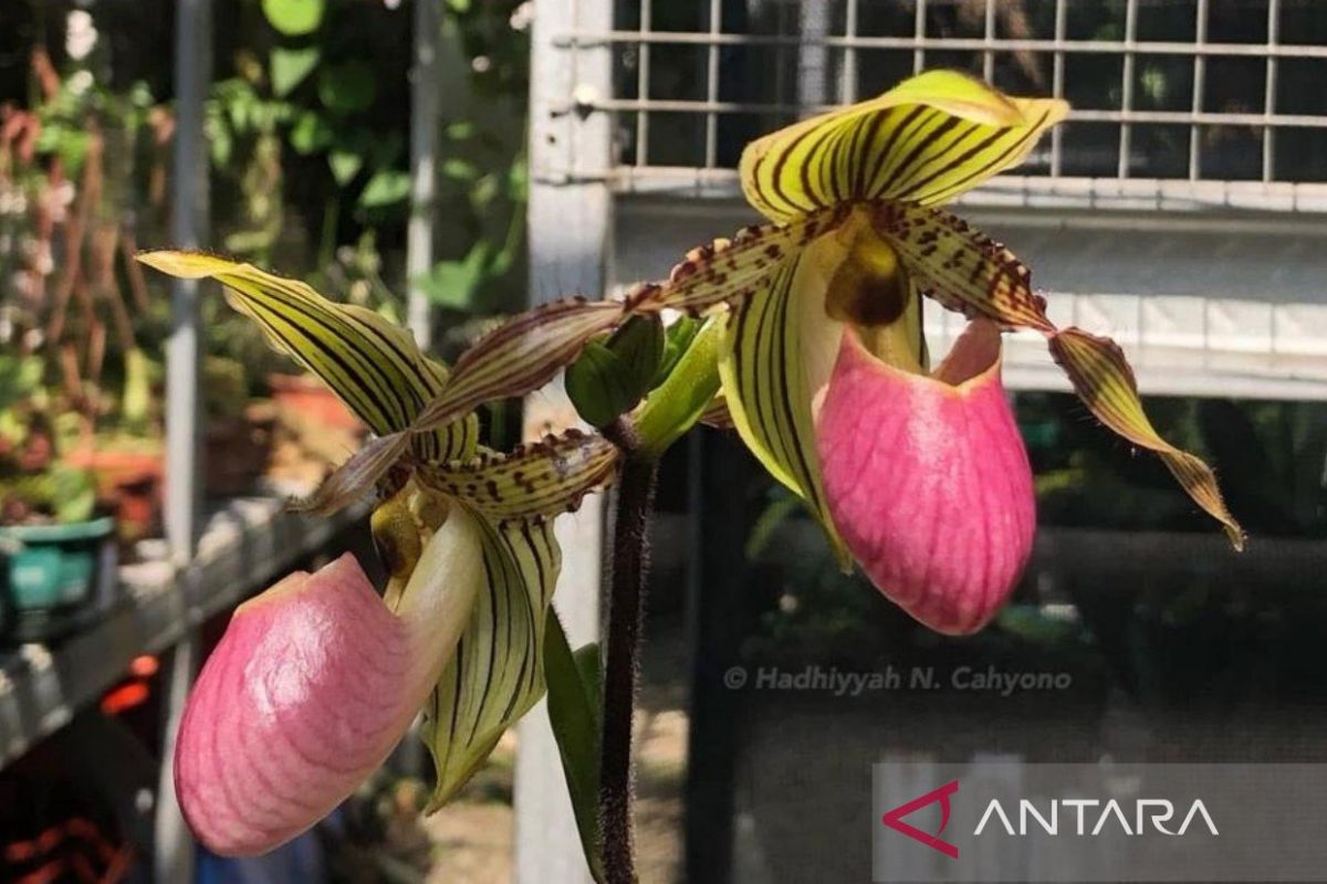 Anggrek Jakob Oetama hadir di Kebun Raya Bogor