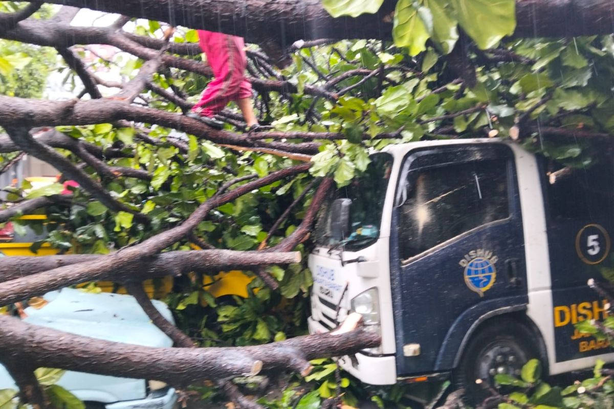 Pohon tumbang timpa sejumlah mobil di kantor camat Kebon Jeruk