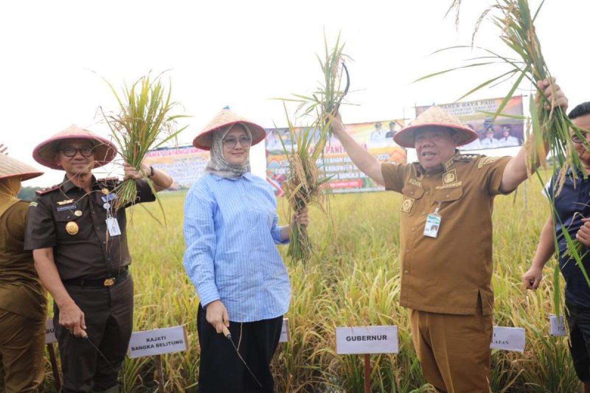 Petani Bukit Terap panen padi sawah 70 hektare