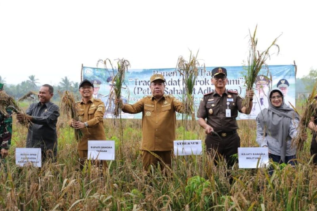 Gubernur Babel panen raya padi sawah Desa Namang