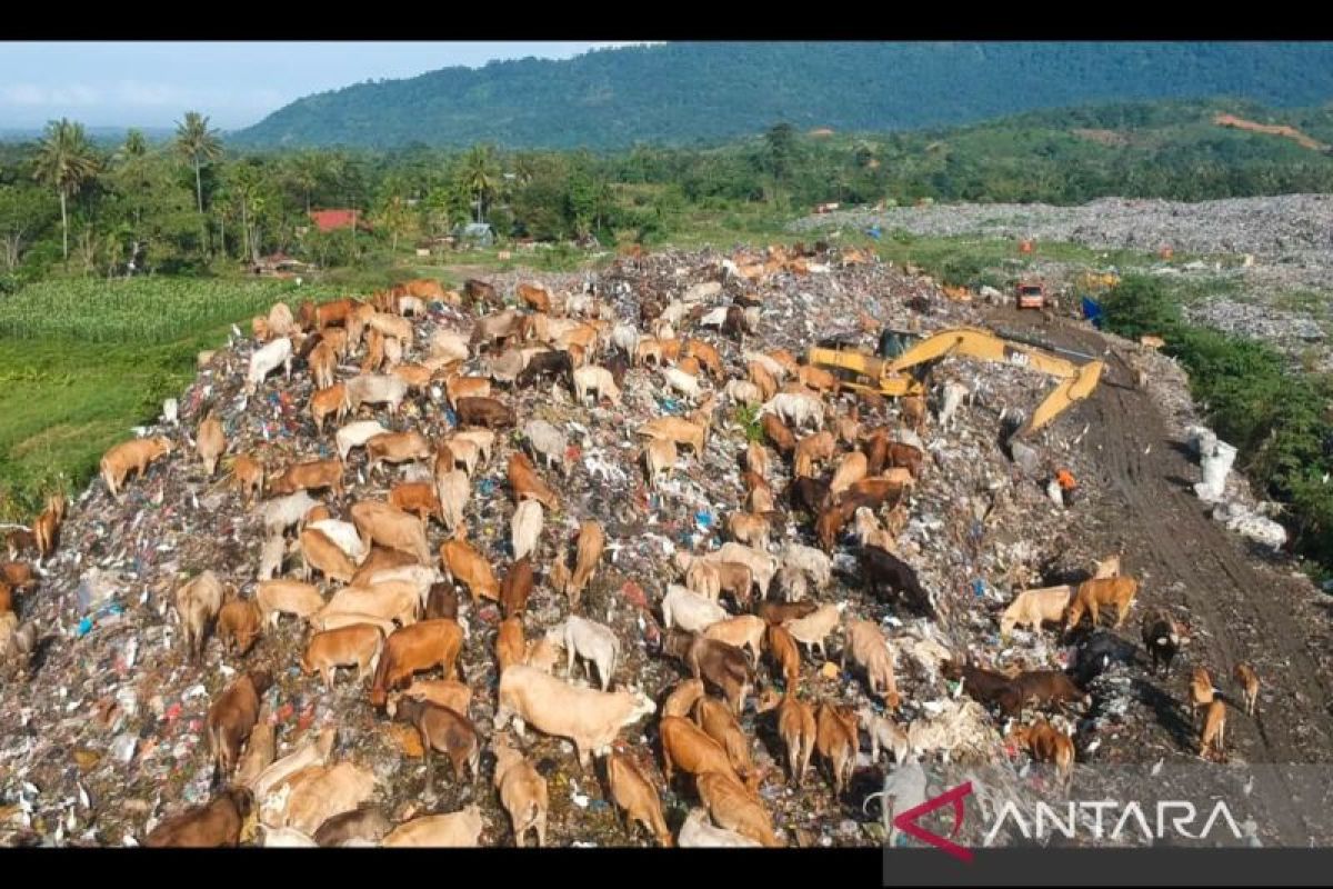 Padang bentuk Satgas penanganan ternak di TPA Air Dingin
