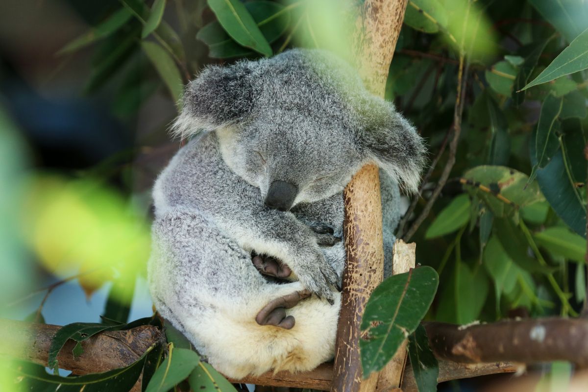 Australia setujui vaksin untuk selamatkan koala dari klamidia