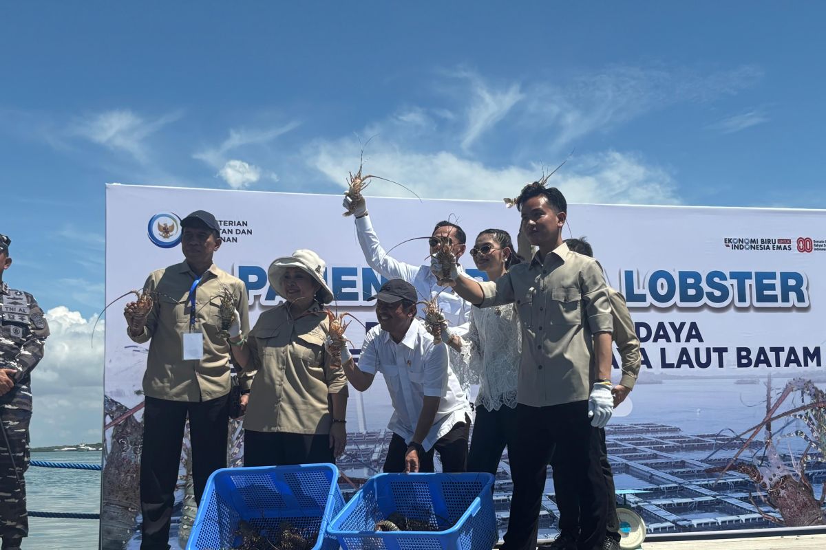Gibran, Selvi, Titiek panen budidaya lobster siap ekspor di Batam