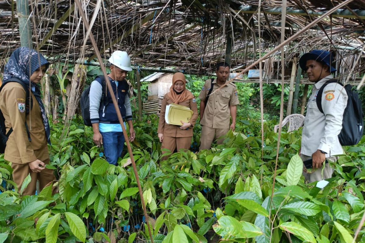Inspektorat awasi penyaluran bibit kakao di Polewali Mandar