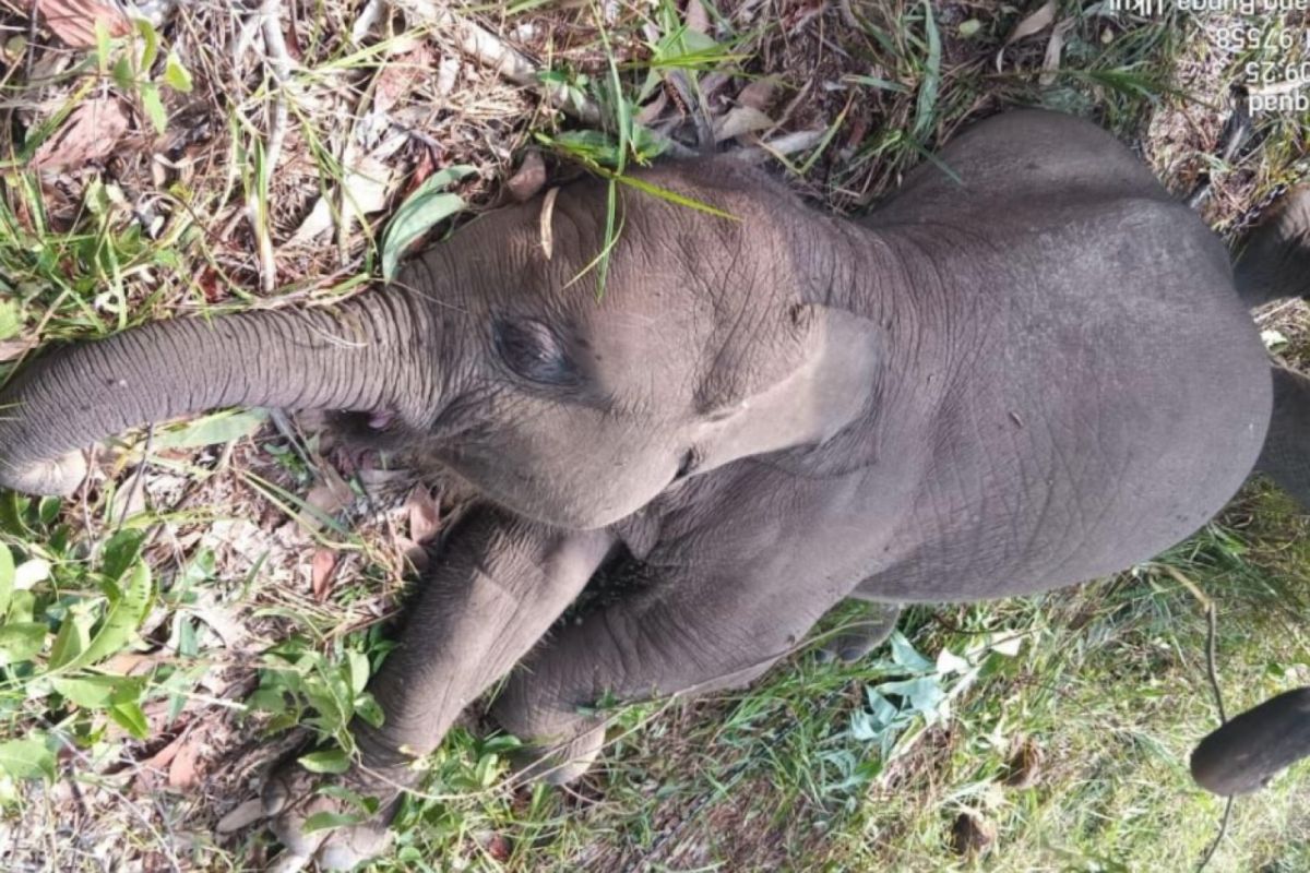 Anak gajah Tari di Tesso Nilo ditemukan mati