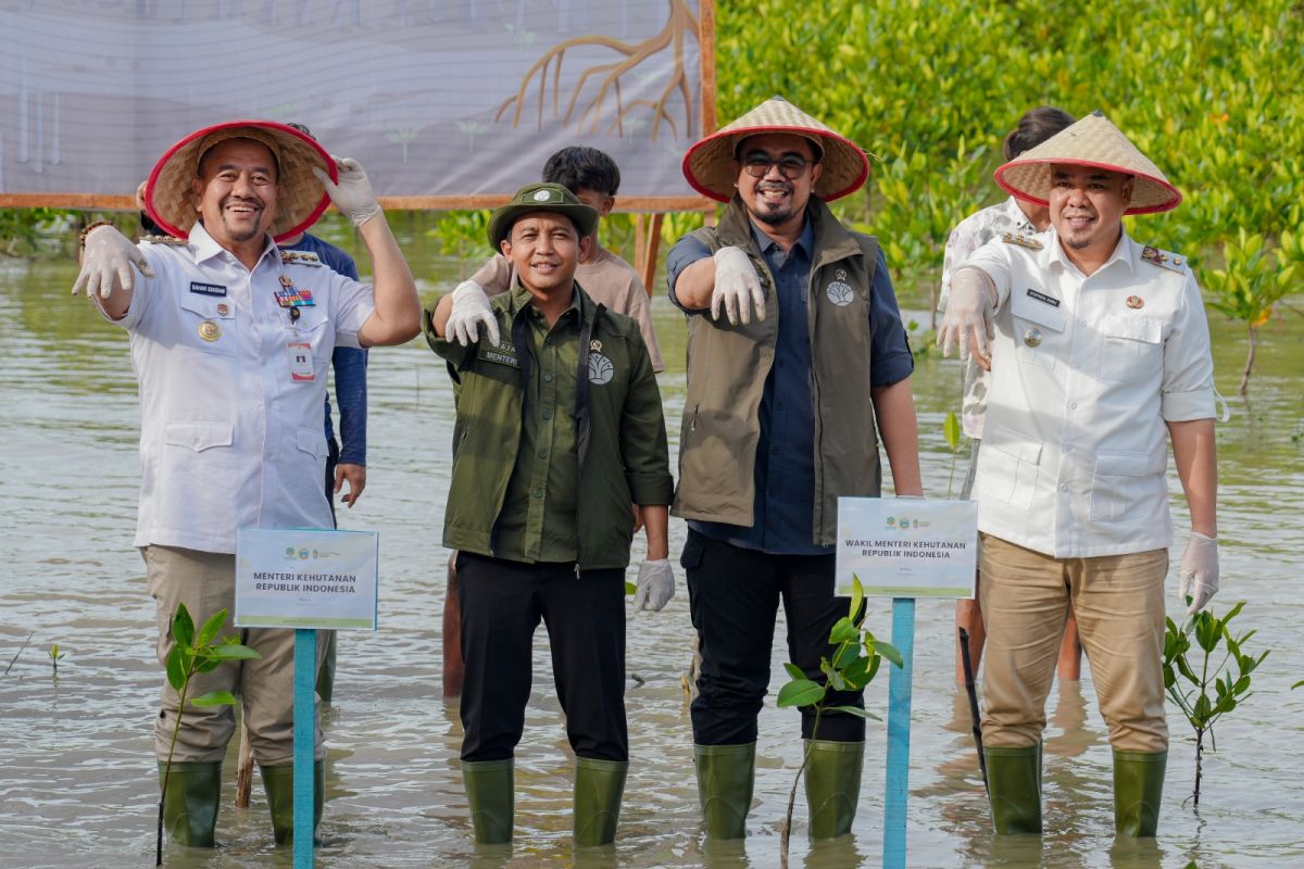 Menhut targetkan rehabilitasi mangrove seluas 15.387 hektare pada 2025