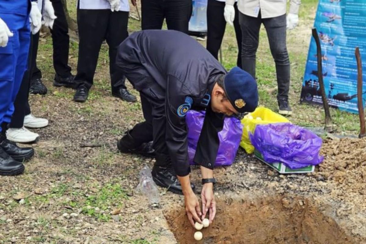 DKP Kalsel musnahkan 900 telur penyu ilegal