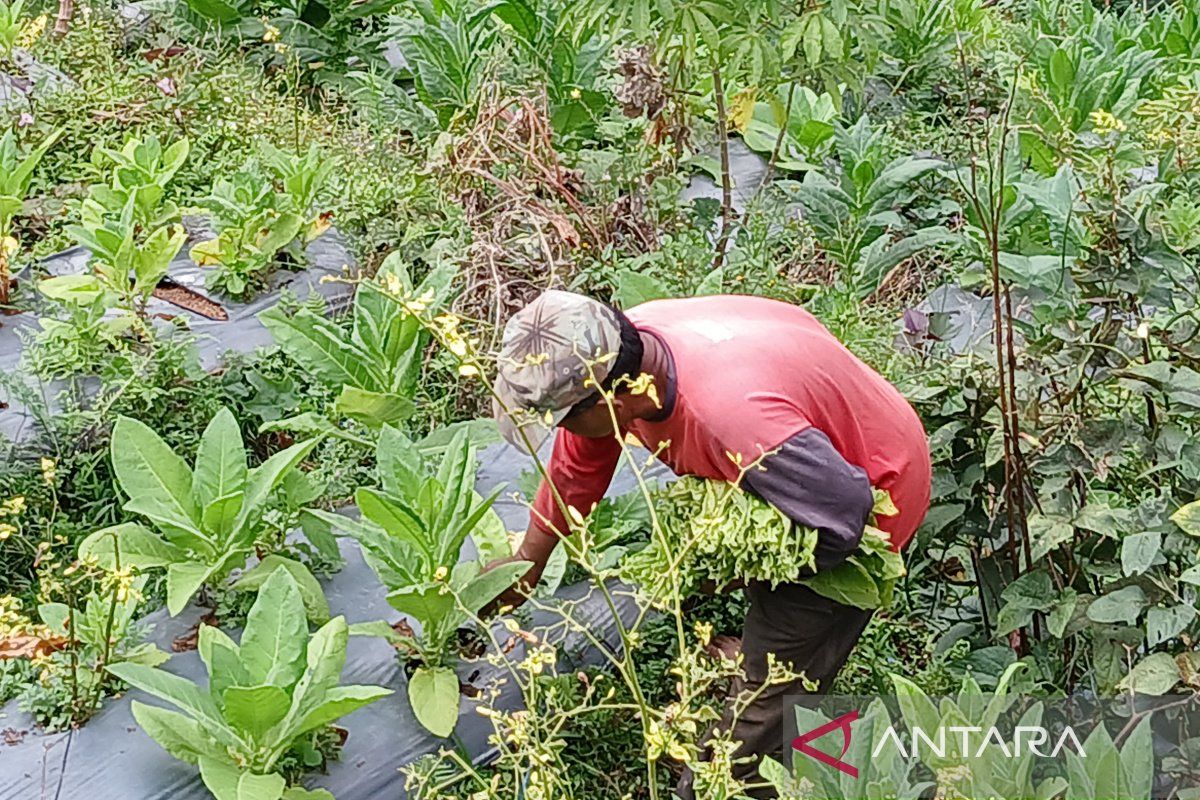 Luas panen tembakau capai 55 persen dari total 14.000 ha