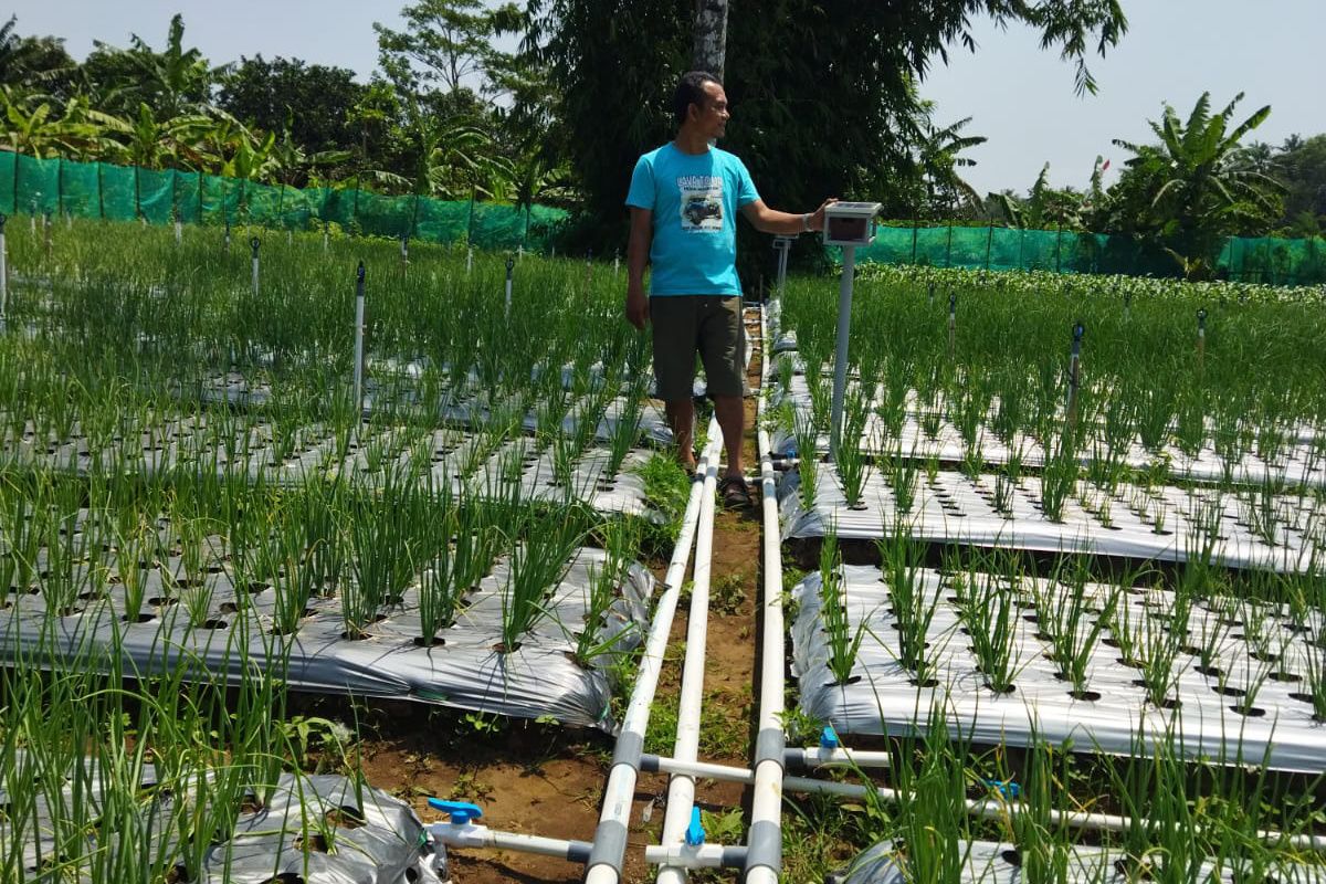 PLN IP-Unsoed terapkan IoT irigasi bawang merah di Bunton Cilacap