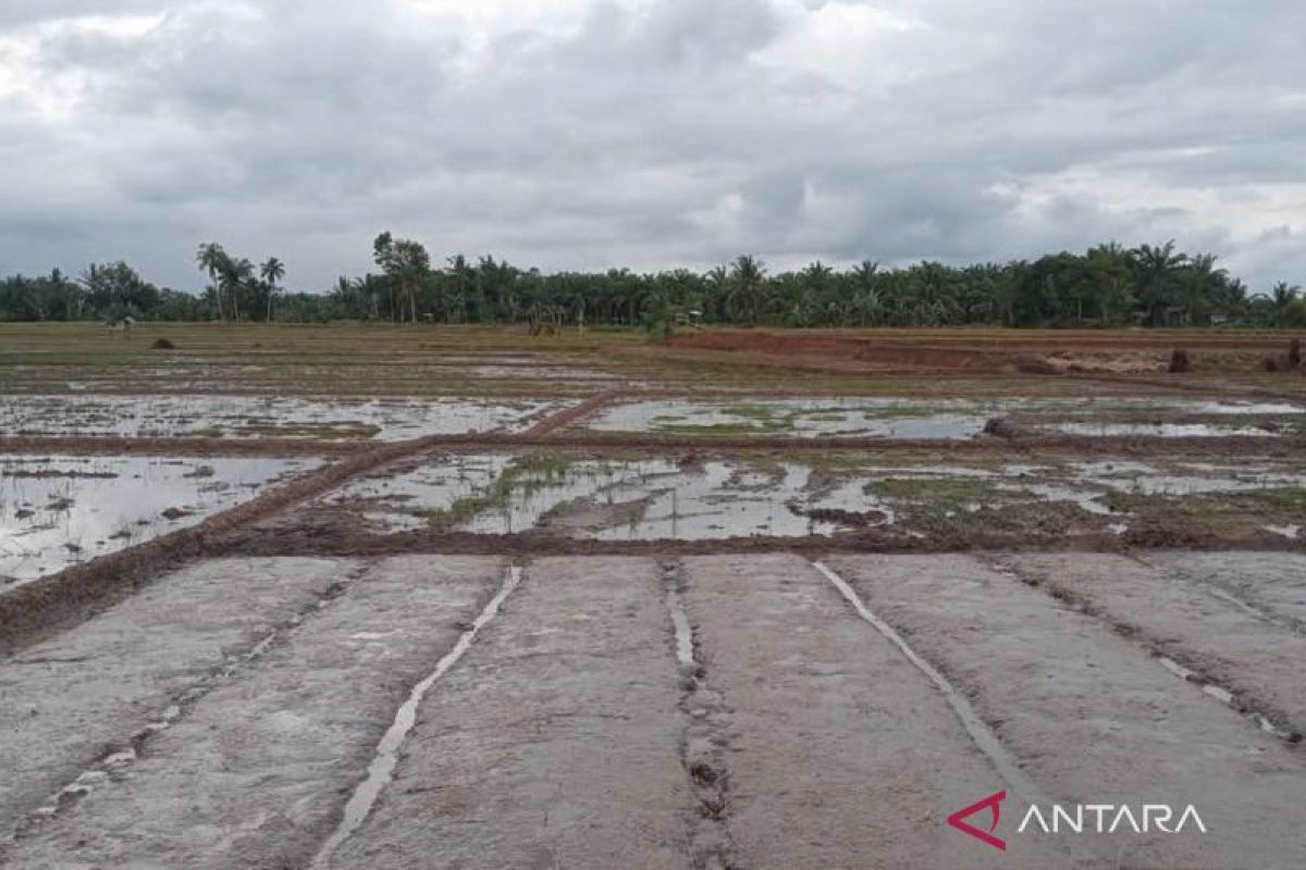 Mayoritas petani Mukomuko terapkan metode jajar legowo