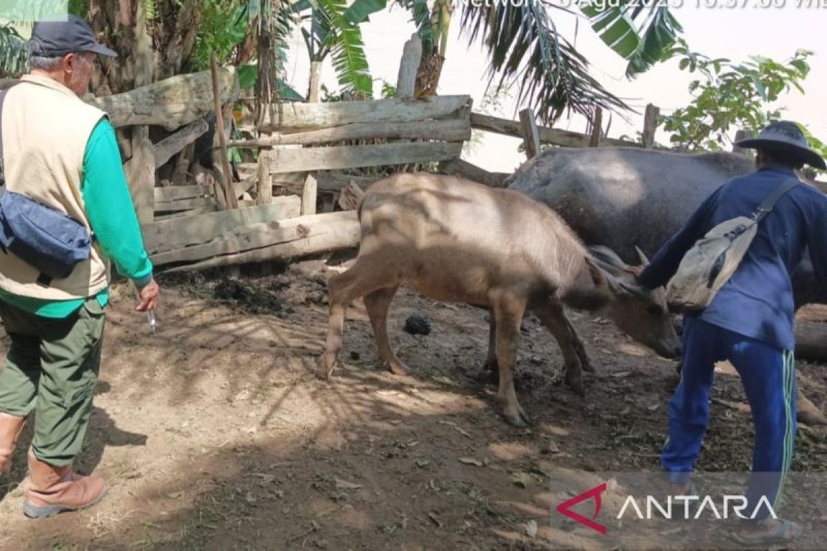 Hewan ternak di Kabupaten Batang Hari terserang ngorok