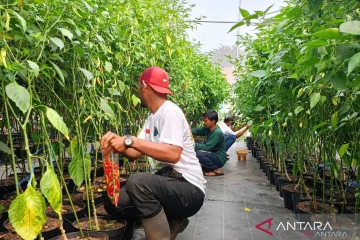 Jaktim gencarkan "urban farming" untuk tekan inflasi
