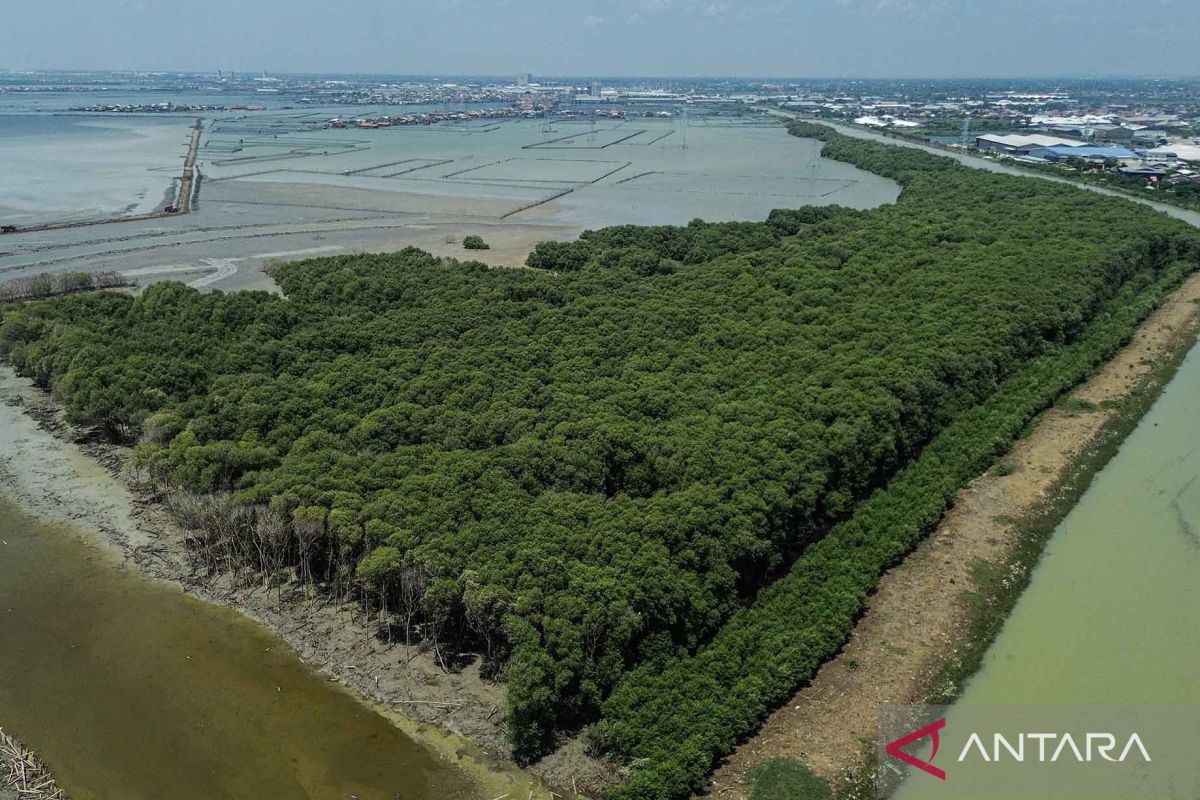 Target KKP: Pasar Karbon Biru Indonesia Ditargetkan Beroperasi pada 2027