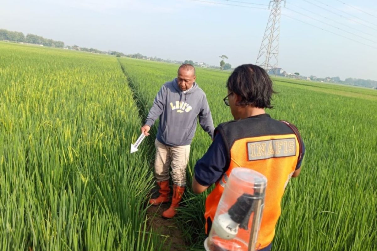 Pemkab Kudus  larang jebakan tikus dengan listrik timbulkan korban jiwa