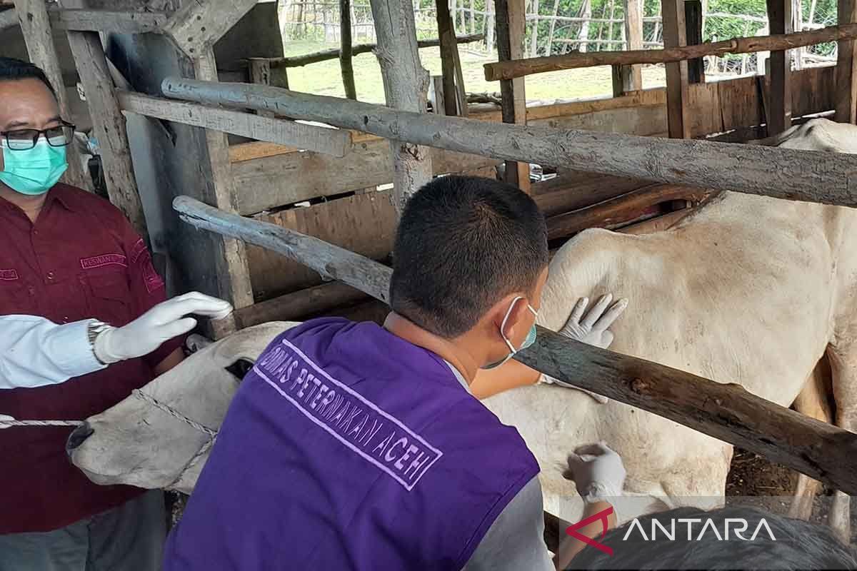 2.639 ternak di Aceh sembuh dari Penyakit Mulut dan Kuku