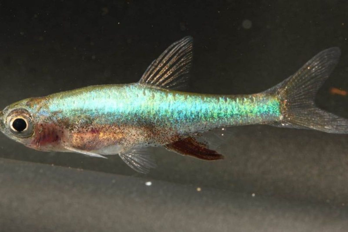 Kemenkum Babel catatkan Ikan Bebiuu Bangka Selatan sebagai KIK