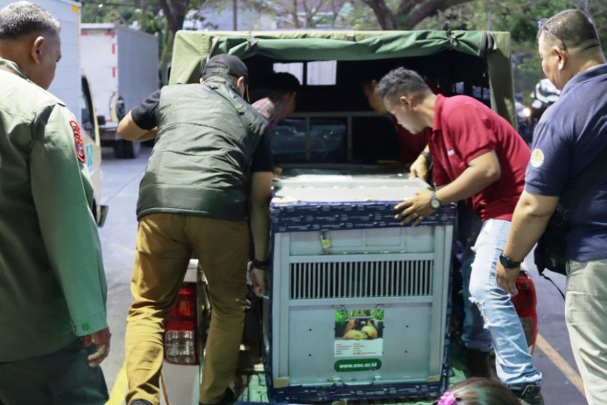 OIKN-BKSDA Kaltim-YAD sejahterakan orangutan di pulau suaka