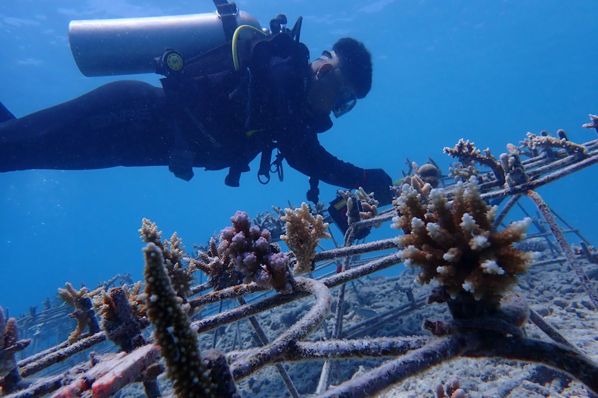 RI Govt, communities restore coral reefs in Sumatra's Pieh Island