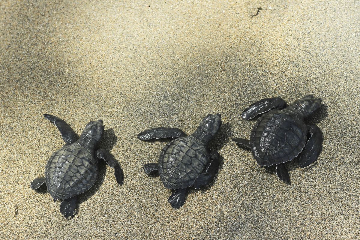 Pelepasan Tukik di Pantai Kelapa Tinggi