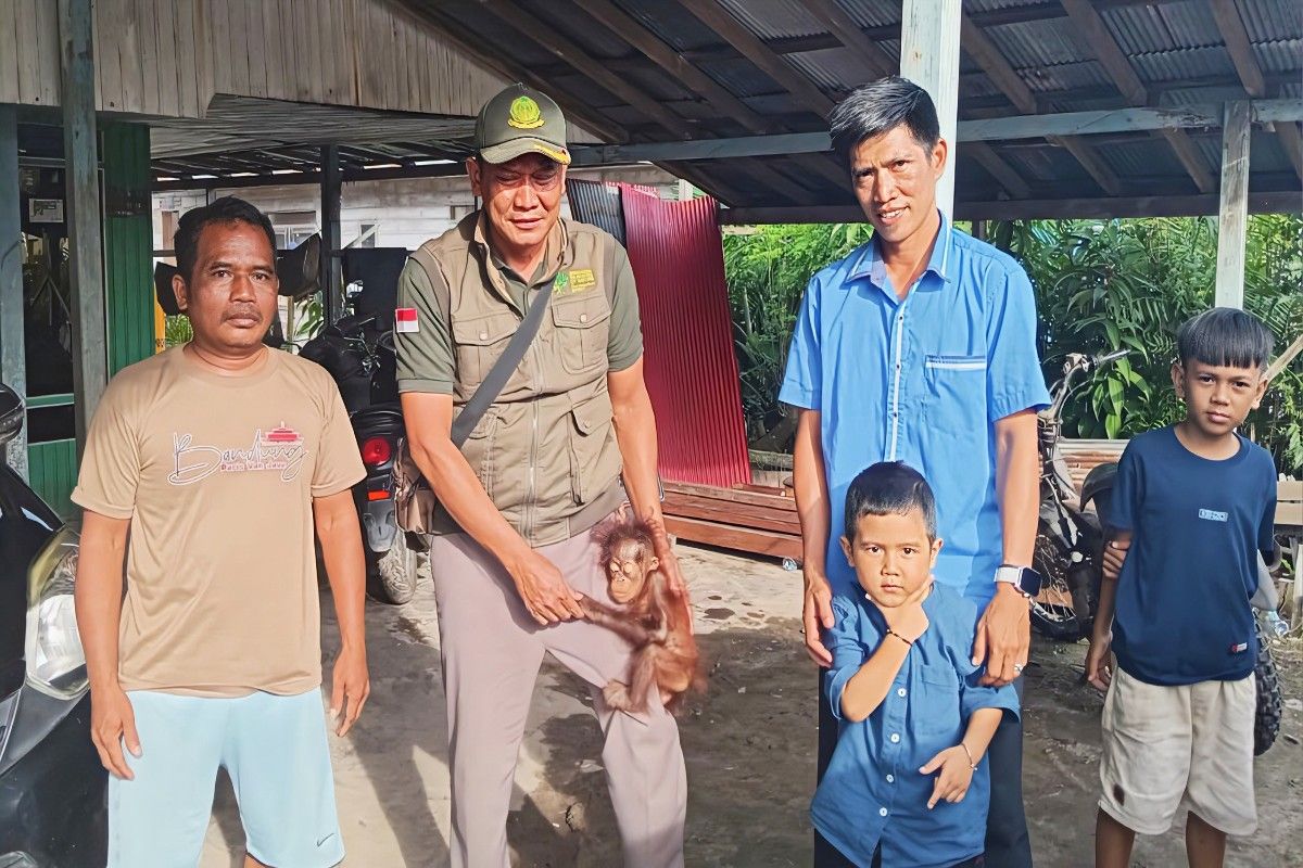 BKSDA Sampit terima bayi orang utan dari warga