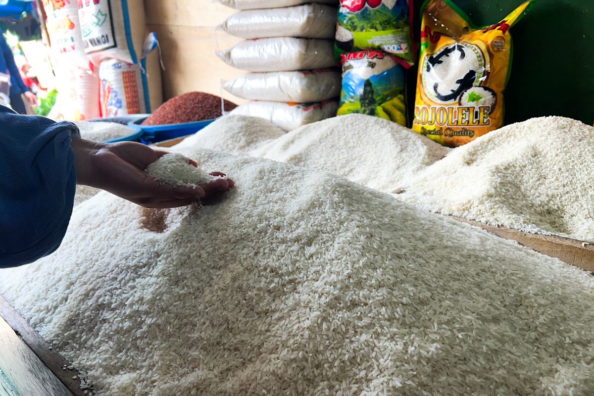 Harga beras premium turun menjadi Rp15.717/kg, medium Rp13.554/kg