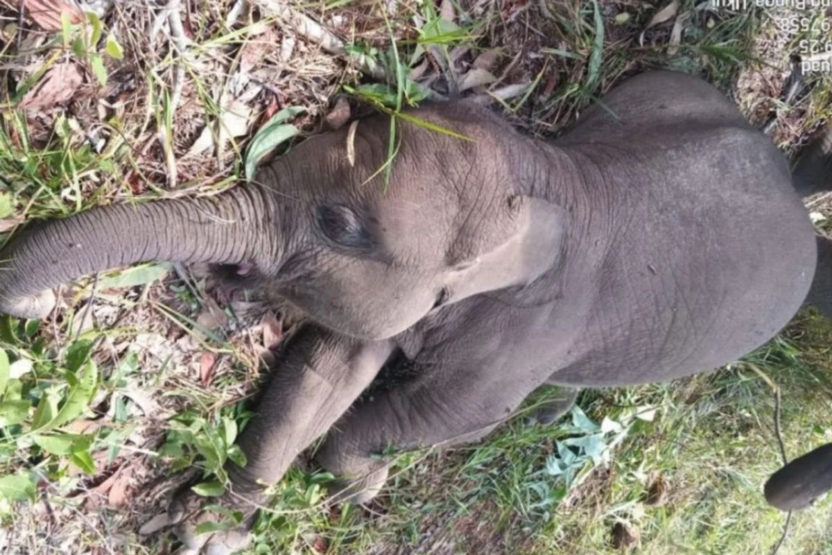Balai TNTN: Penyebab kematian gajah Tari terinfeksi virus Herpes