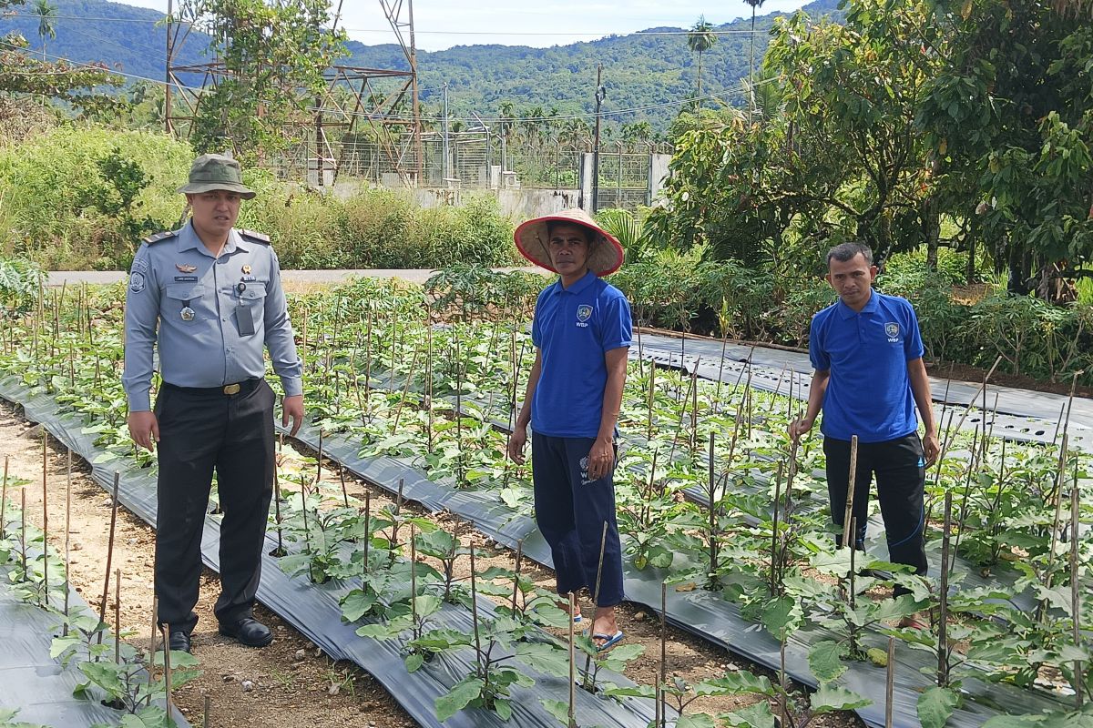 Lapas Kelas III Talu dukung ketahanan pangan melalui pertanian-perikanan