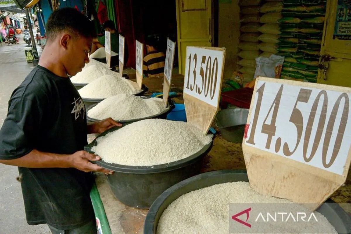 Harga beras premium turun jadi Rp15.988/kg, medium Rp13.709/kg
