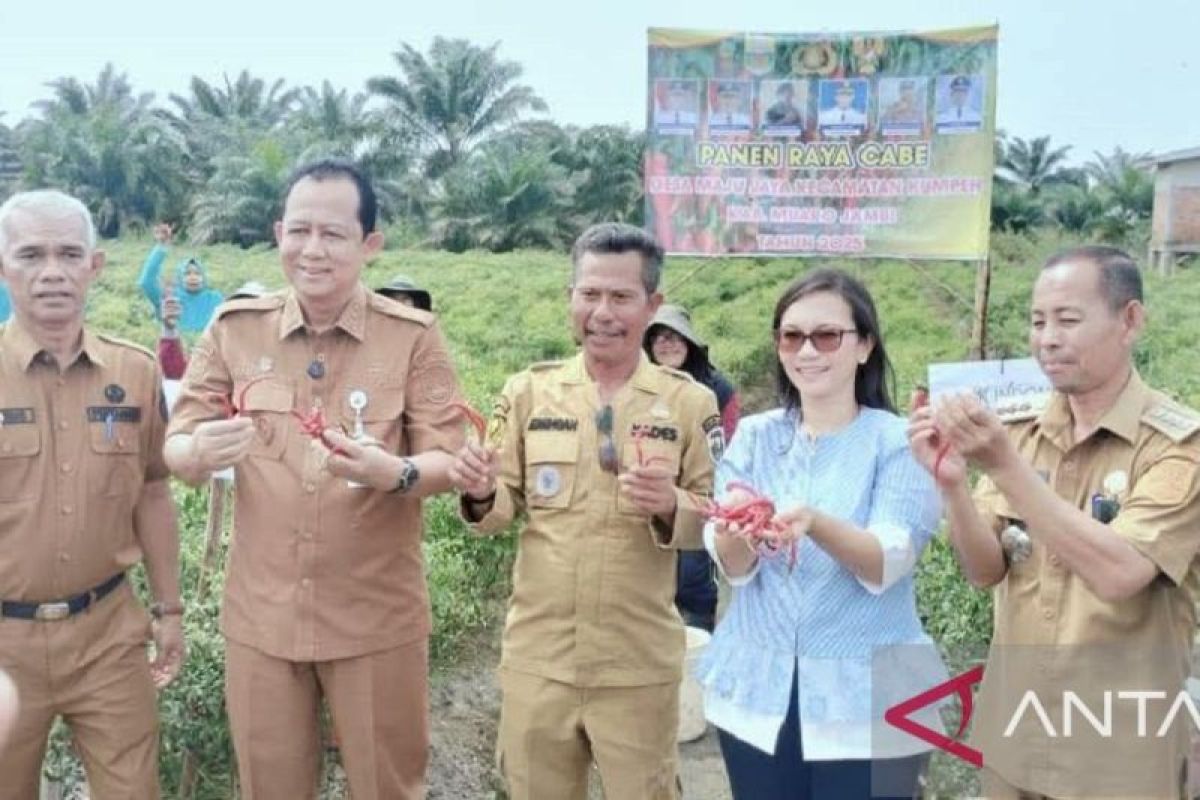 Panen raya cabai merah, Bupati Muaro Jambi tegaskan komitmen kendalikan inflasi