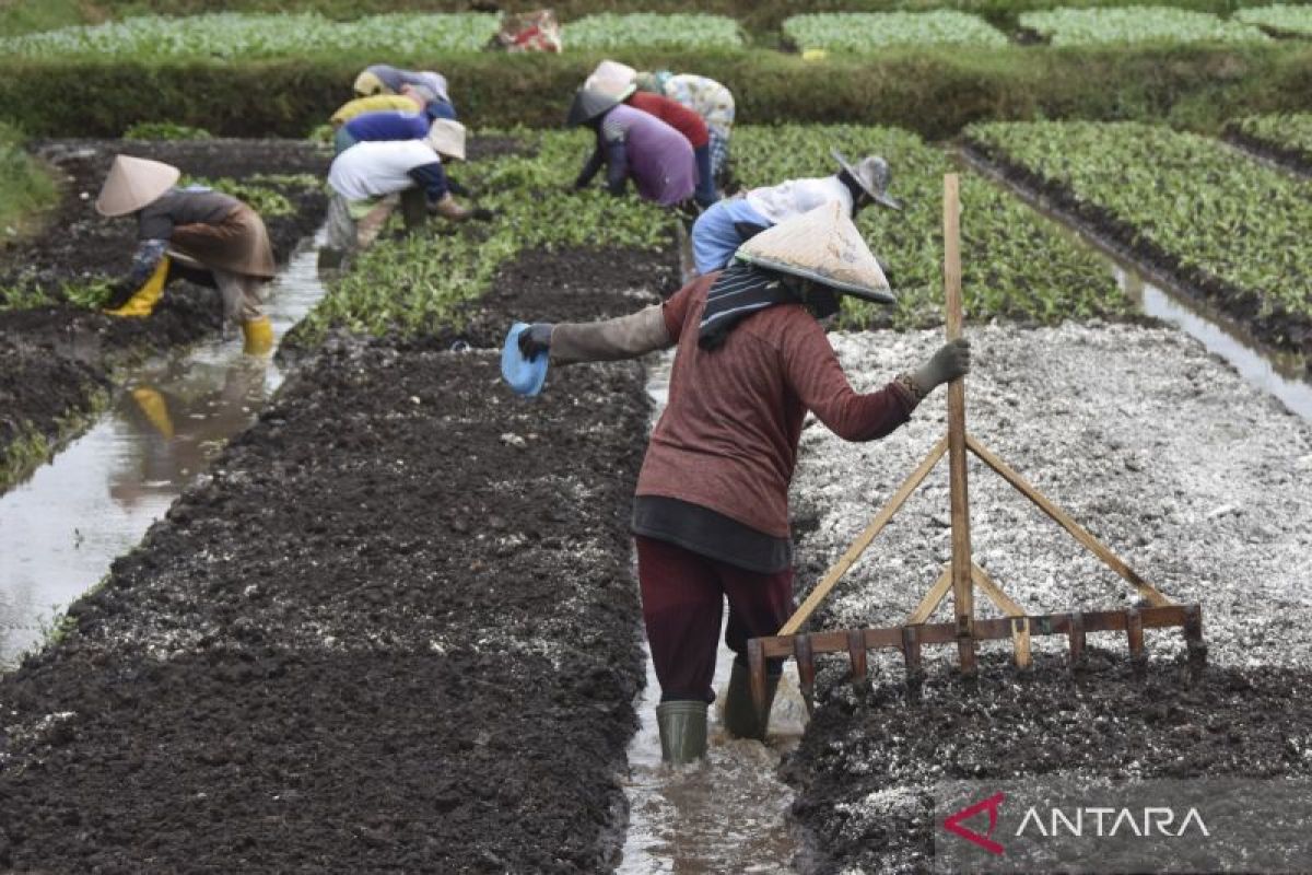 Mentan: Perubahan target swasembada Presiden terbukti berhasil