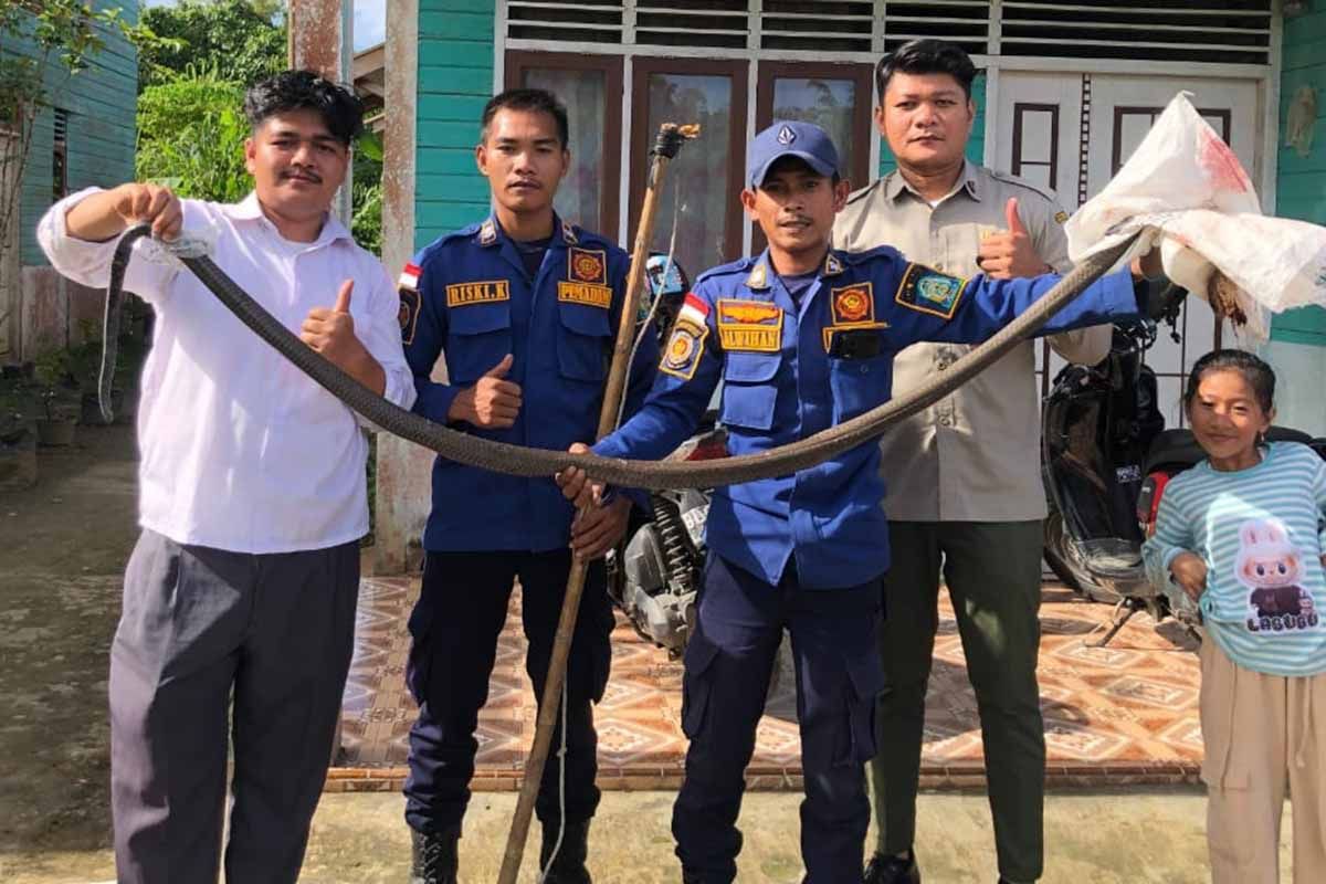 Petugas damkar evakuasi ular kobra dua meter dari rumah warga