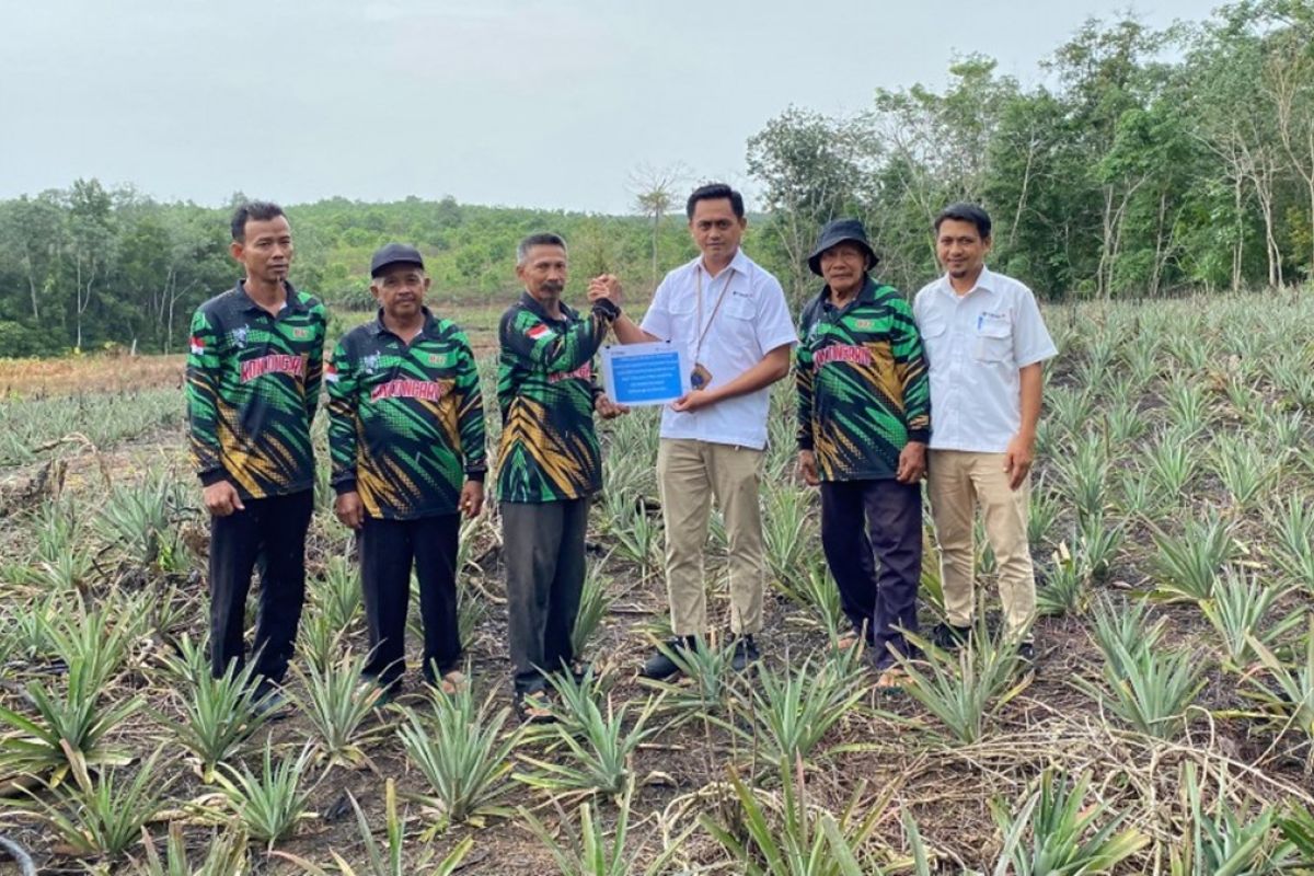 PT Timah salurkan ribuan bibit nanas  bantu petani Kundur
