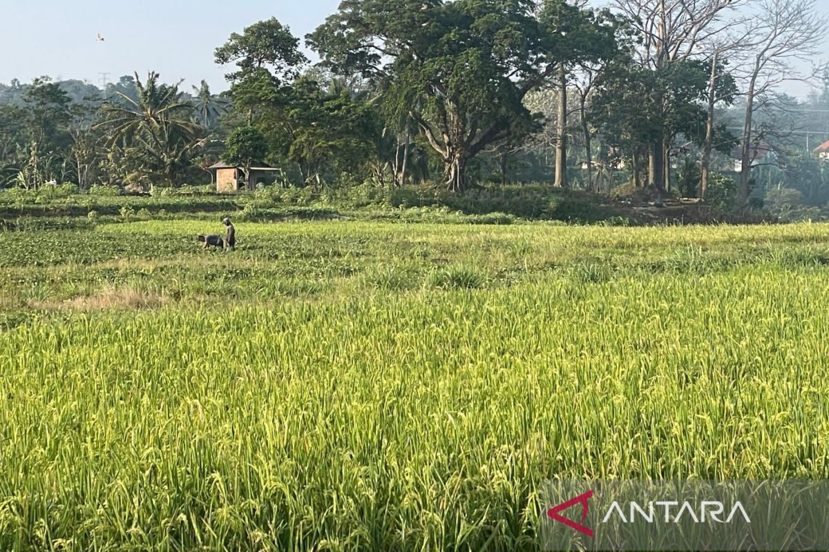 Kabupaten Kuningan produksi 306 ribu ton padi hingga Agustus 2025