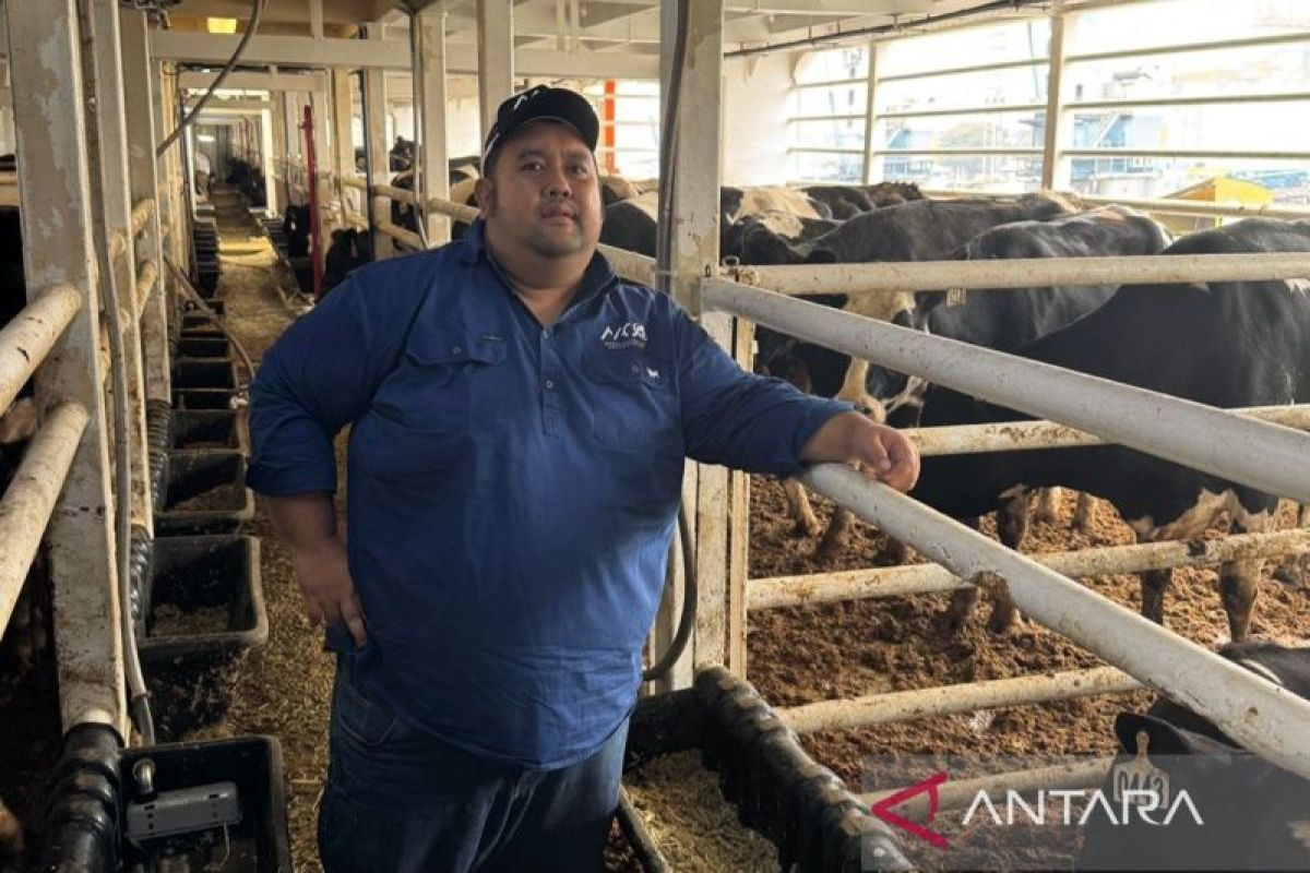 Sapi perah Australia tiba dukung program ketahanan pangan