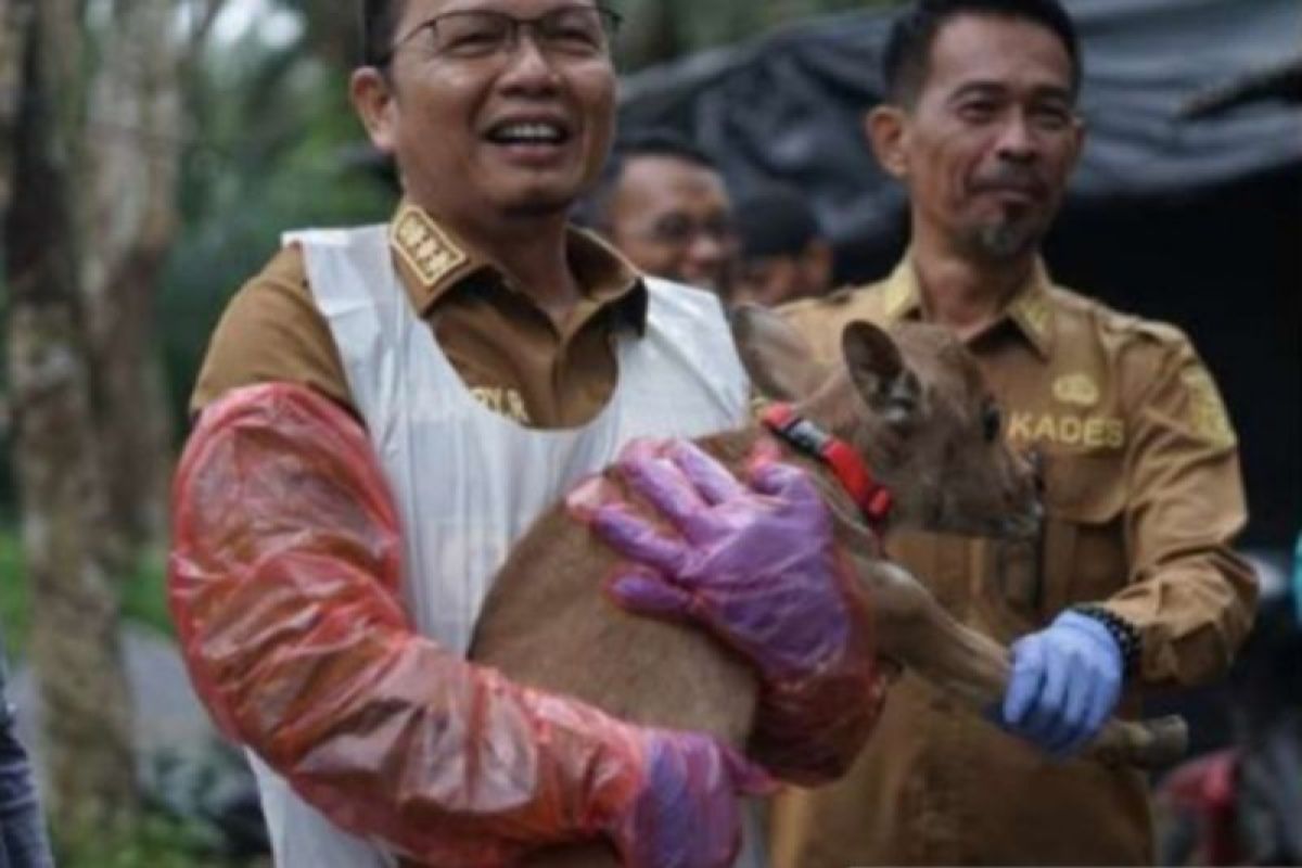 Pemkot  Bangka Tengah tingkatkan populasi sapi wujudkan swasembada daging